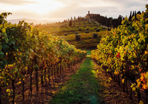 The Top Wineries in the World: A Wine Expert's Perspective